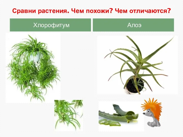 Сравни растения. Чем похожи? Чем отличаются? Хлорофитум Алоэ