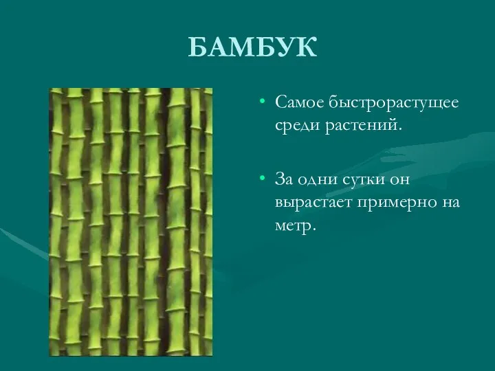 БАМБУК Самое быстрорастущее среди растений. За одни сутки он вырастает примерно на метр.