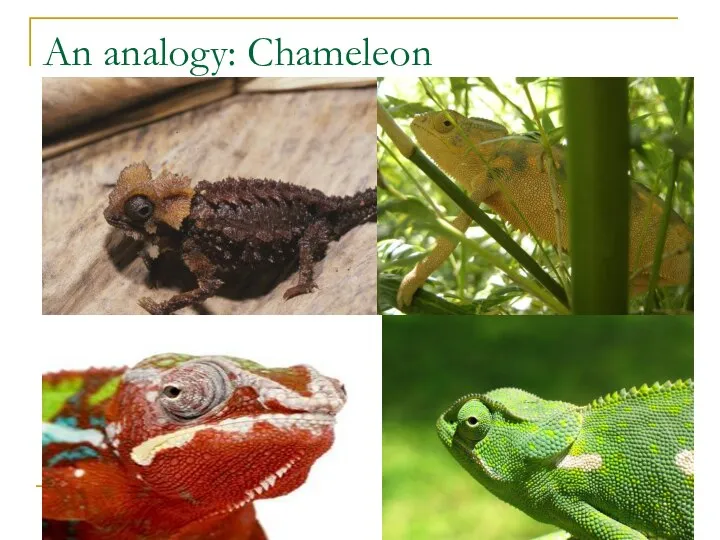 An analogy: Chameleon