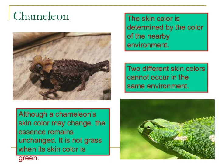 Chameleon The skin color is determined by the color of the nearby