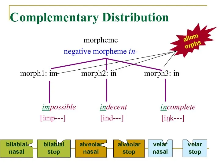 Complementary Distribution morpheme negative morpheme in- morph1: im morph2: in morph3: in