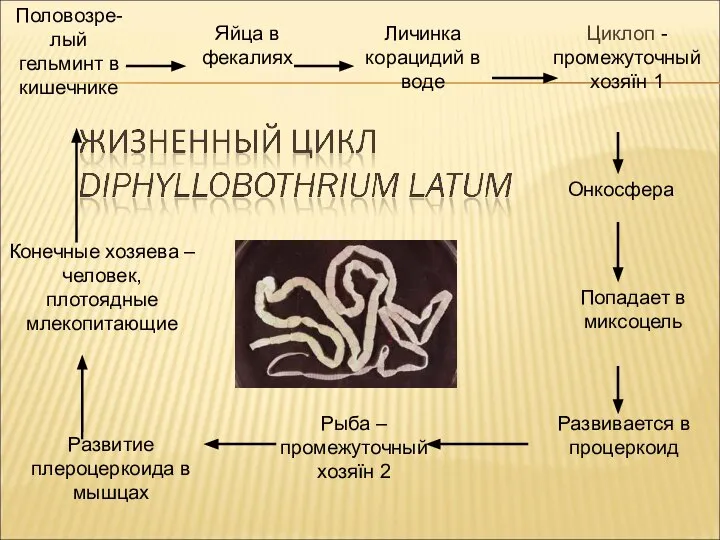 Половозре-лый гельминт в кишечнике Яйца в фекалиях Личинка корацидий в воде Циклоп