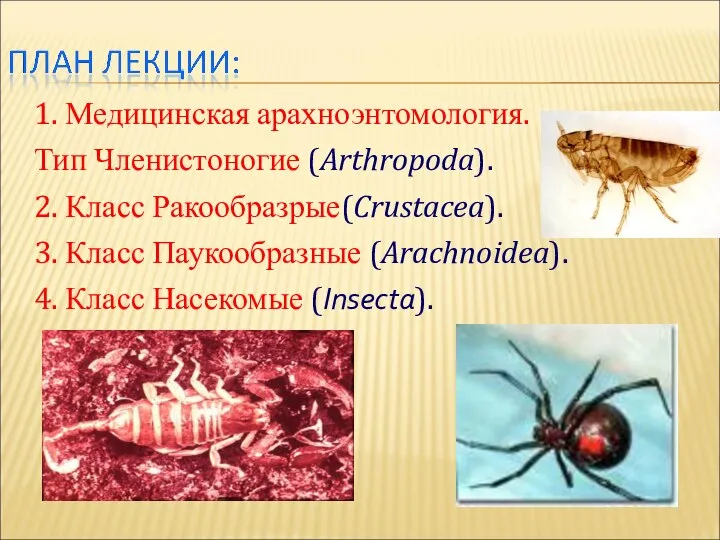 1. Медицинская арахноэнтомология. Тип Членистоногие (Arthropoda). 2. Класс Ракообразрые(Crustacea). 3. Класс Паукообразные