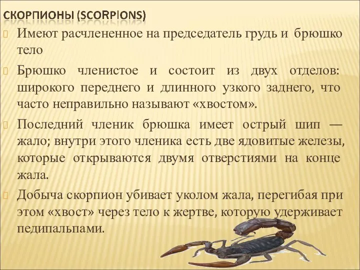 Имеют расчлененное на председатель грудь и брюшко тело Брюшко членистое и состоит