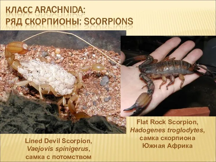 Lined Devil Scorpion, Vaejovis spinigerus, самка с потомством Flat Rock Scorpion, Hadogenes