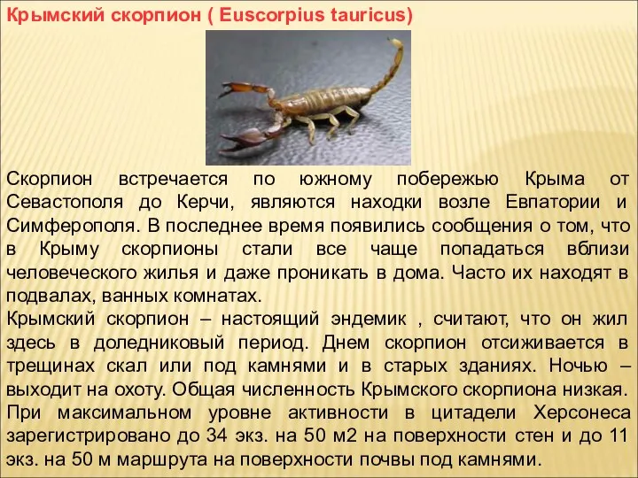 Крымский скорпион ( Euscorpius tauricus) Скорпион встречается по южному побережью Крыма от