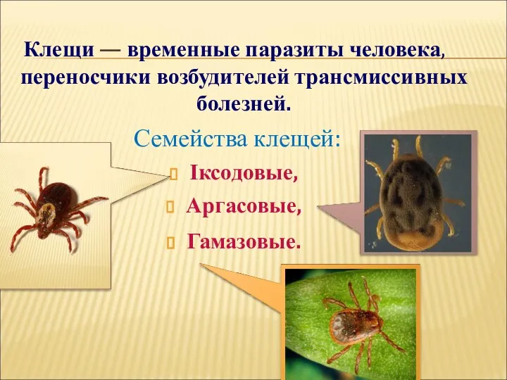 Клещи — временные паразиты человека, переносчики возбудителей трансмиссивных болезней. Семейства клещей: Іксодовые, Аргасовые, Гамазовые.