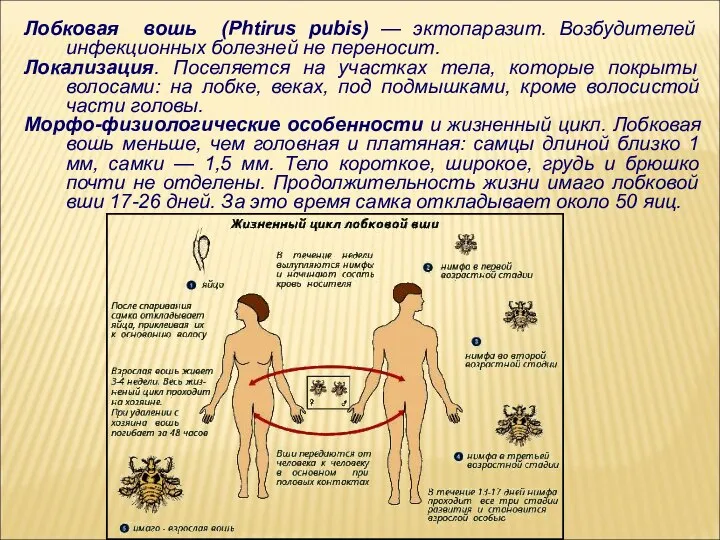 Лобковая вошь (Рhtirus pubis) — эктопаразит. Возбудителей инфекционных болезней не переносит. Локализация.