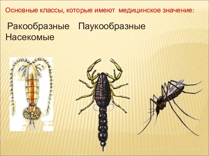 Основные классы, которые имеют медицинское значение: Ракообразные Паукообразные Насекомые