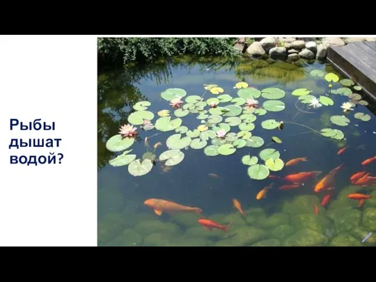 Рыбы дышат водой?