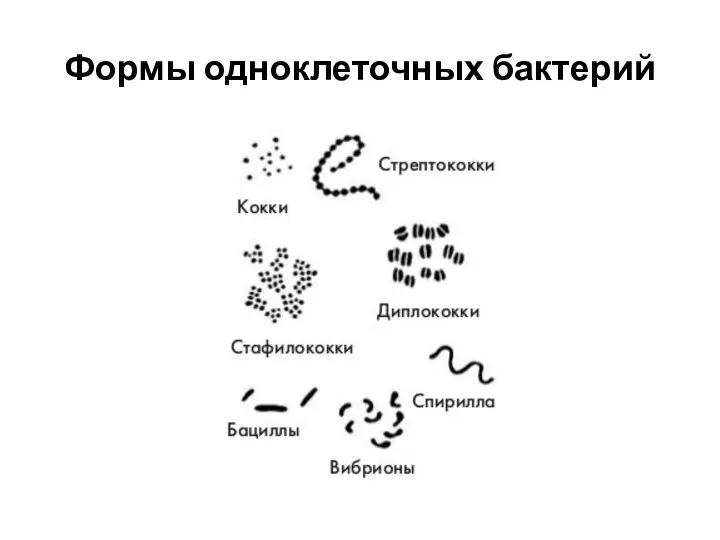 Формы одноклеточных бактерий