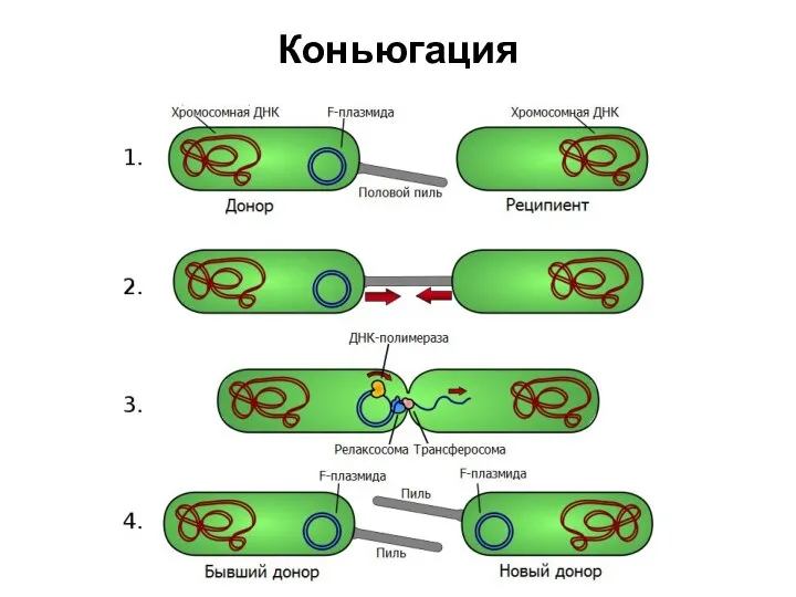 Коньюгация