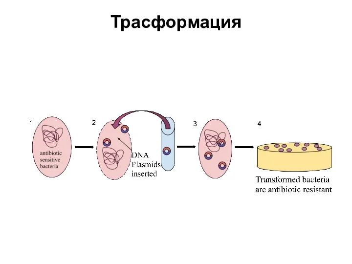 Трасформация