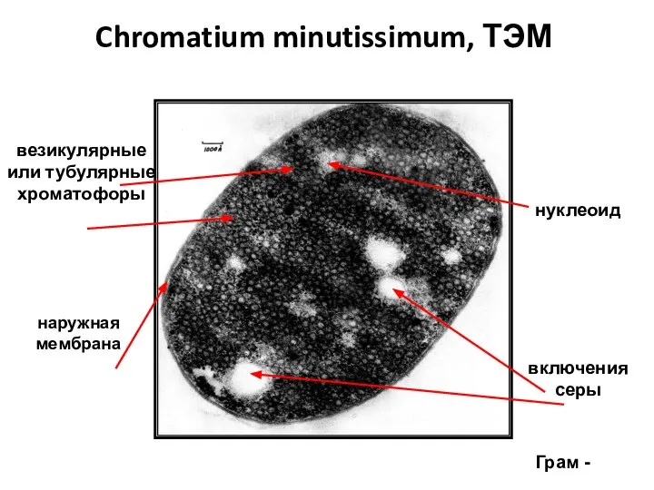 Chromatium minutissimum, ТЭМ наружная мембрана везикулярные или тубулярные хроматофоры включения серы нуклеоид Грам -