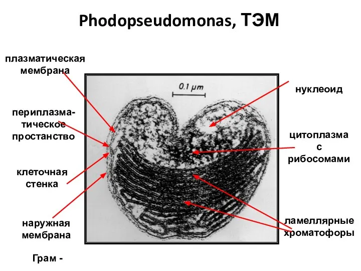 Phodopseudomonas, ТЭМ клеточная стенка ламеллярные хроматофоры плазматическая мембрана периплазма-тическое простанство нуклеоид цитоплазма