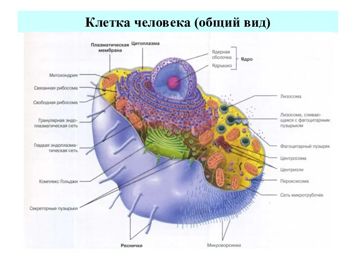 Клетка человека (общий вид)