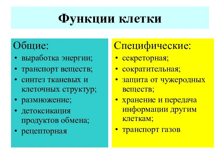 Функции клетки Общие: выработка энергии; транспорт веществ; синтез тканевых и клеточных структур;