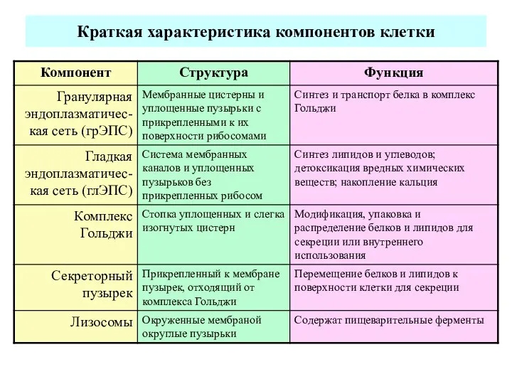 Краткая характеристика компонентов клетки