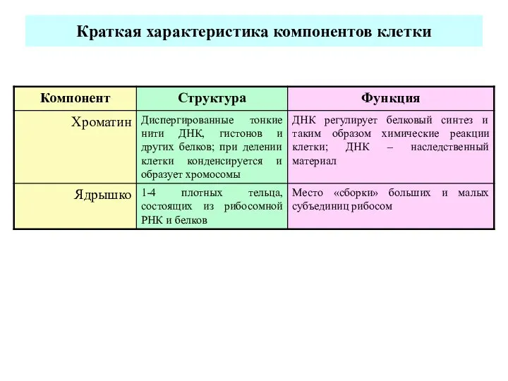 Краткая характеристика компонентов клетки