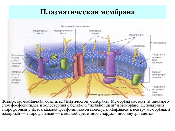 Плазматическая мембрана Жидкостно-мозаичная модель плазматической мембраны. Мембрана состоит из двойного слоя фосфолипидов