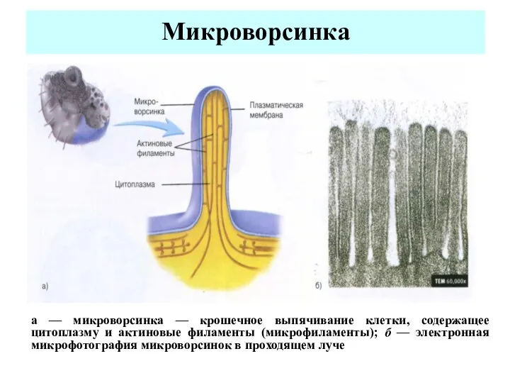 Микроворсинка а — микроворсинка — крошечное выпячивание клетки, содержащее цитоплазму и актиновые