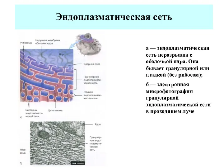 Эндоплазматическая сеть а — эндоплазматическая сеть неразрывна с оболочкой ядра. Она бывает