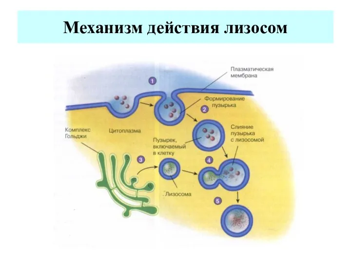 Механизм действия лизосом