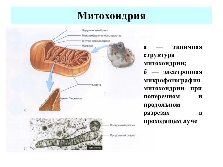 Митохондрия а — типичная структура митохондрии; б — электронная микрофотография митохондрии при