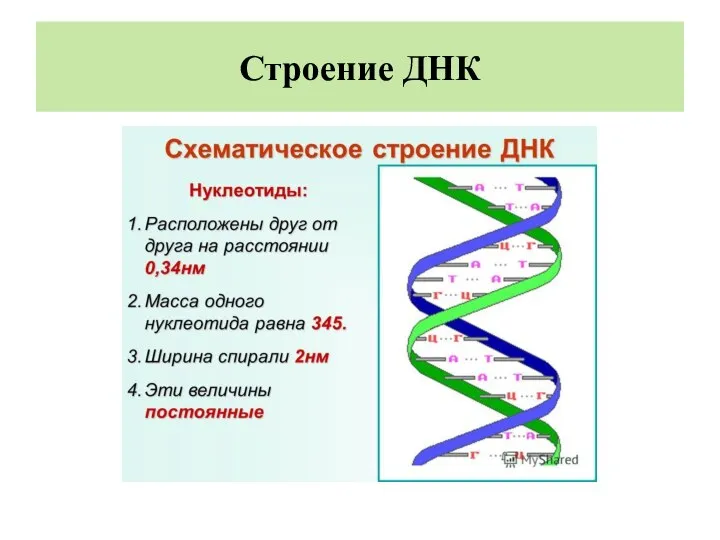 Строение ДНК