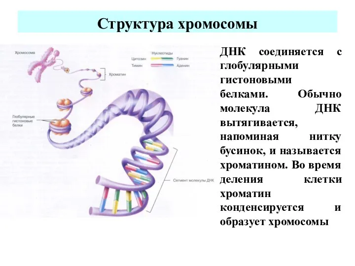 Структура хромосомы ДНК соединяется с глобулярными гистоновыми белками. Обычно молекула ДНК вытягивается,