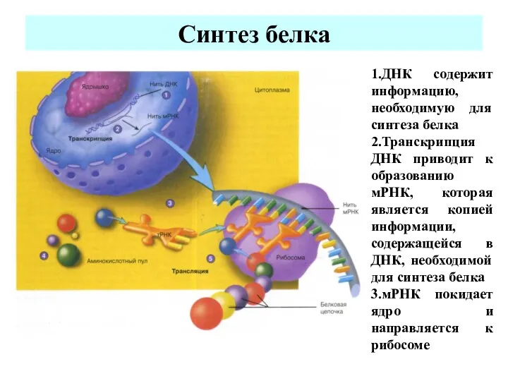 Синтез белка 1.ДНК содержит информацию, необходимую для синтеза белка 2.Транскрипция ДНК приводит