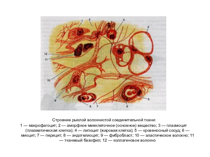 Строение рыхлой волокнистой соединительной ткани: 1 — макрофагоцит; 2 — аморфное межклеточное