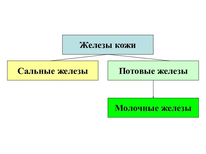 Железы кожи Сальные железы Потовые железы Молочные железы