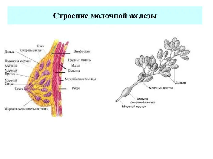 Строение молочной железы