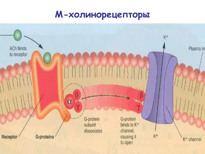 М-холинорецепторы