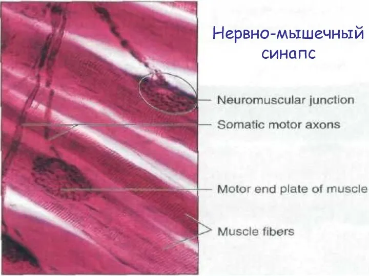 Нервно-мышечный синапс