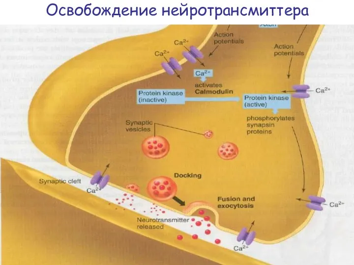 Освобождение нейротрансмиттера