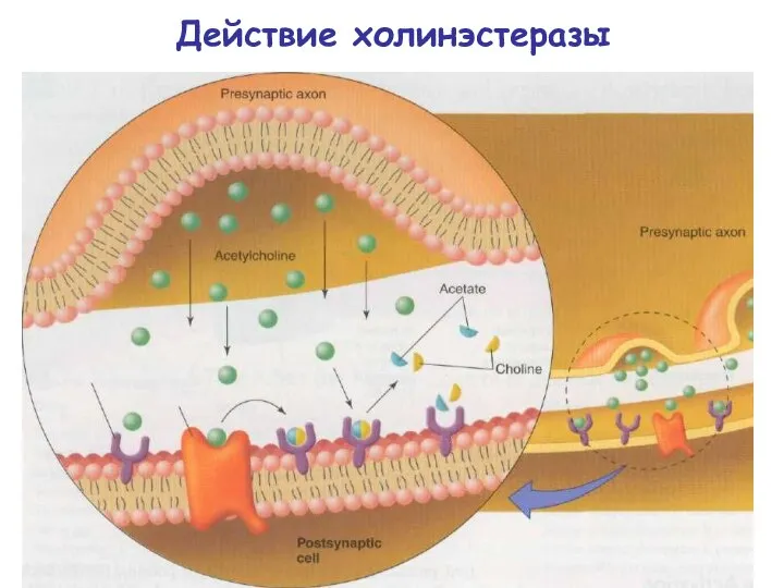 Действие холинэстеразы