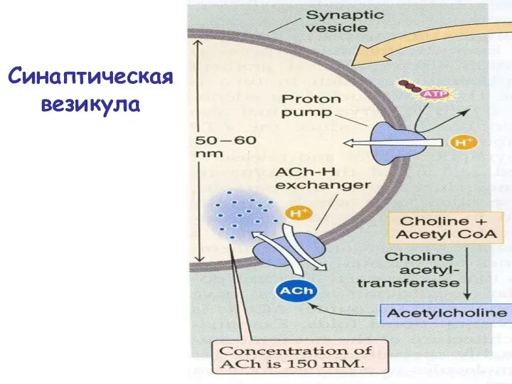 Синаптическая везикула