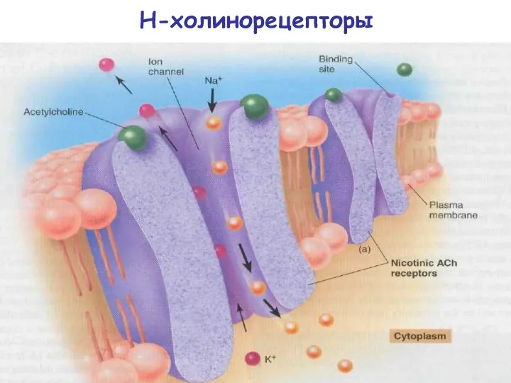 Н-холинорецепторы