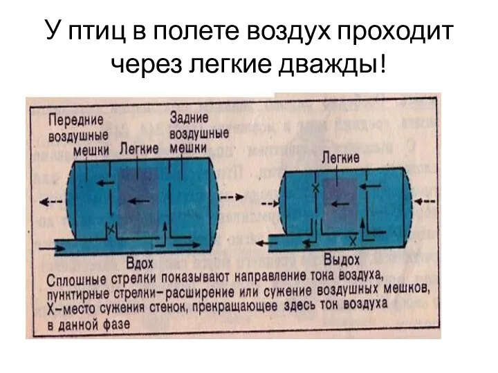 У птиц в полете воздух проходит через легкие дважды!