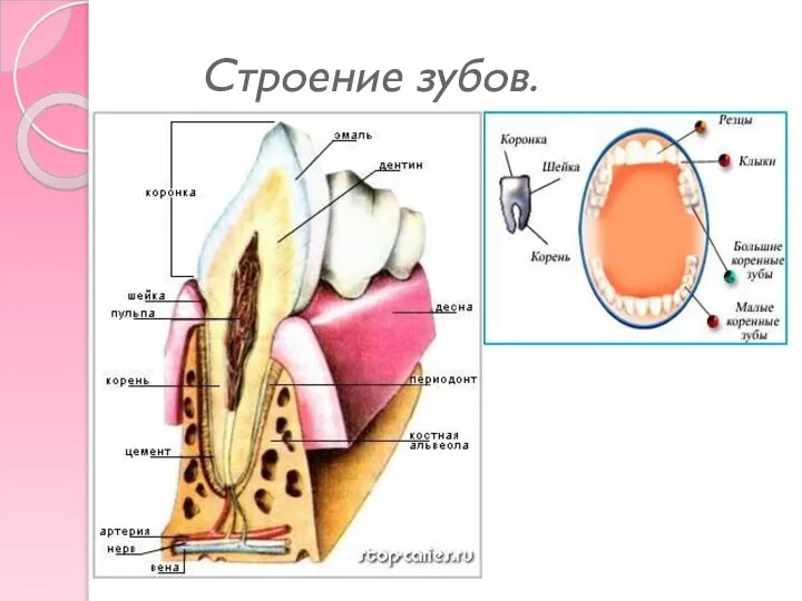 Строение зубов.