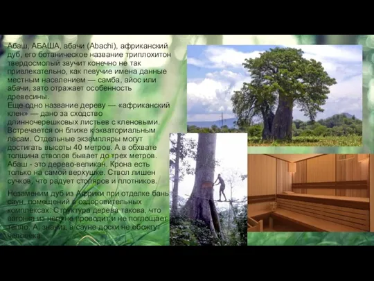 Абаш, АБАША, абачи (Abachi), африканский дуб, его ботаническое название триплохитон твердосмолый звучит