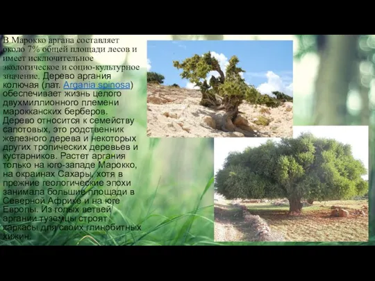 В Марокко аргана составляет около 7% общей площади лесов и имеет исключительное