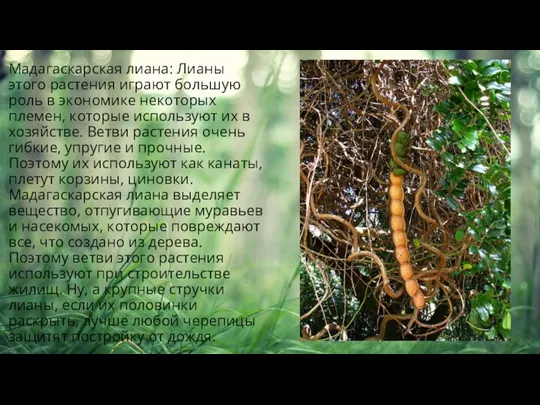 Мадагаскарская лиана: Лианы этого растения играют большую роль в экономике некоторых племен,