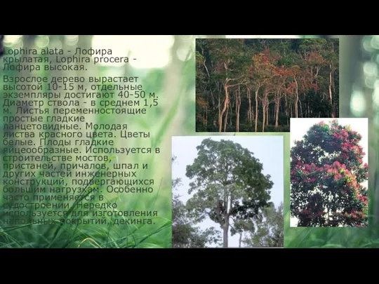 Lophira alata - Лофира крылатая, Lophira procera - Лофира высокая. Взрослое дерево
