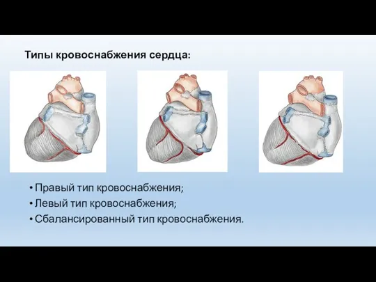 Правый тип кровоснабжения; Левый тип кровоснабжения; Сбалансированный тип кровоснабжения. Типы кровоснабжения сердца: