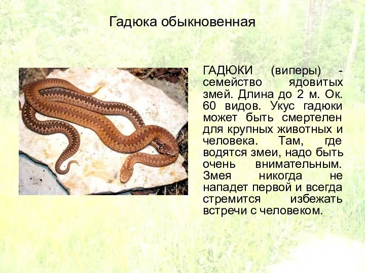 Гадюка обыкновенная ГАДЮКИ (виперы) - семейство ядовитых змей. Длина до 2 м.