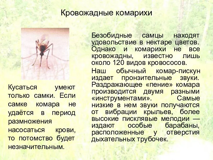 Кровожадные комарихи Безобидные самцы находят удовольствие в нектаре цветов. Однако и комарихи