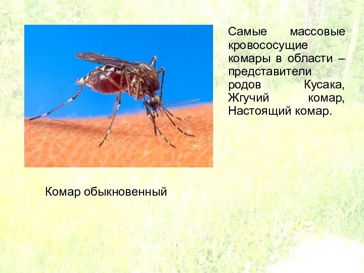 Самые массовые кровососущие комары в области – представители родов Кусака, Жгучий комар, Настоящий комар. Комар обыкновенный